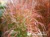 Miskantas kininis ,Purpurascens' (lot.  Miscanthus sinensis)